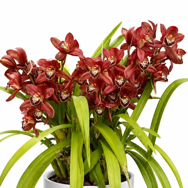 ORCHIDS
