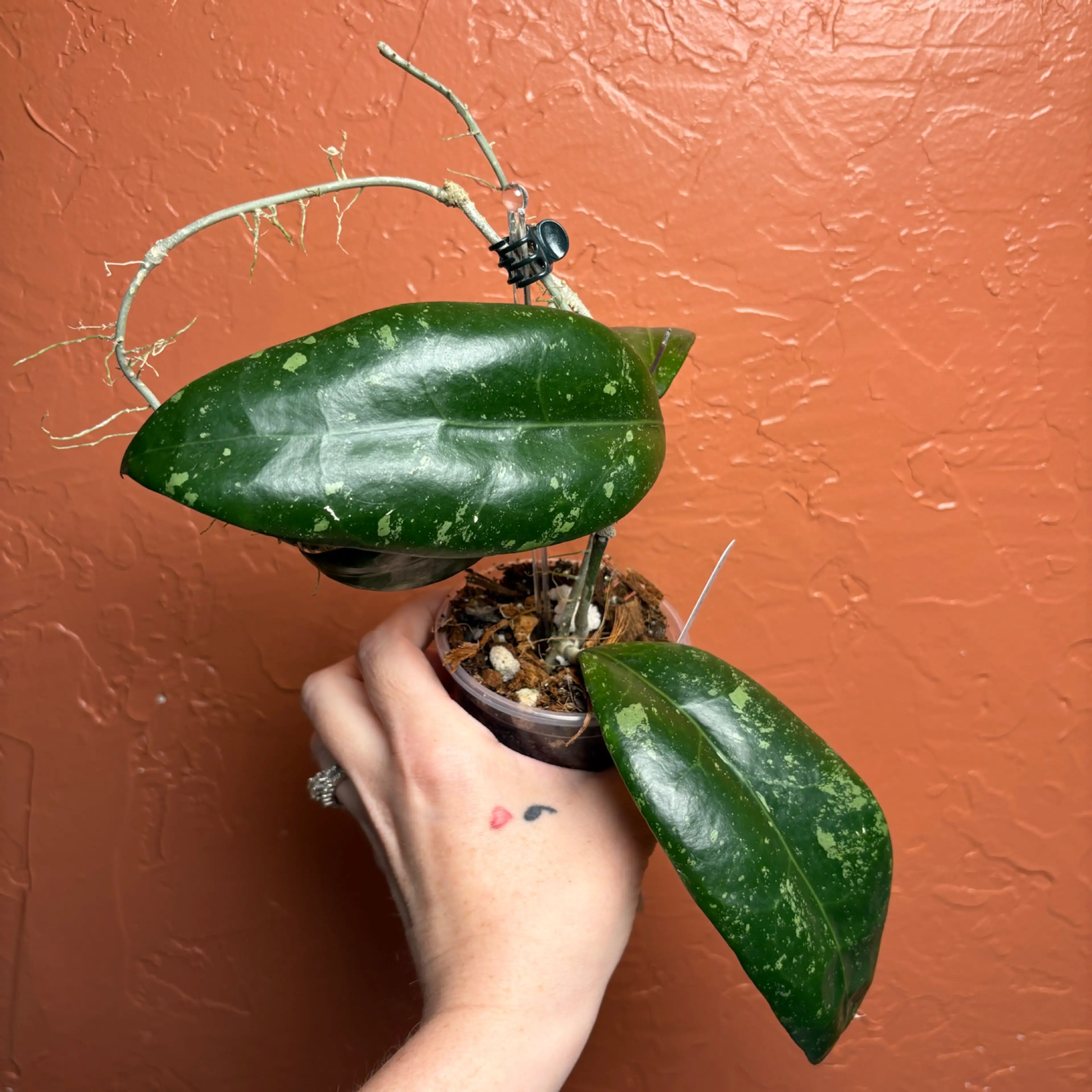 Image 2 of 4