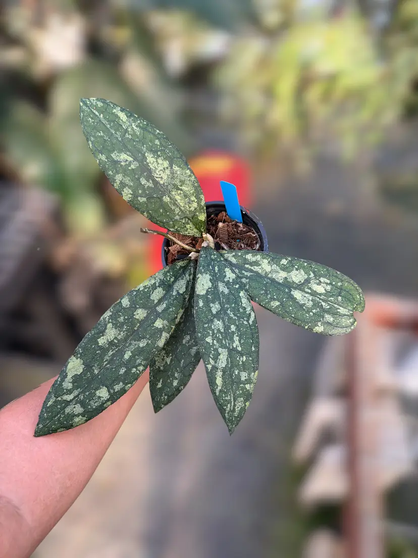 PS0108 - Hoya clemensiorum (N. Sumatra, Splash)