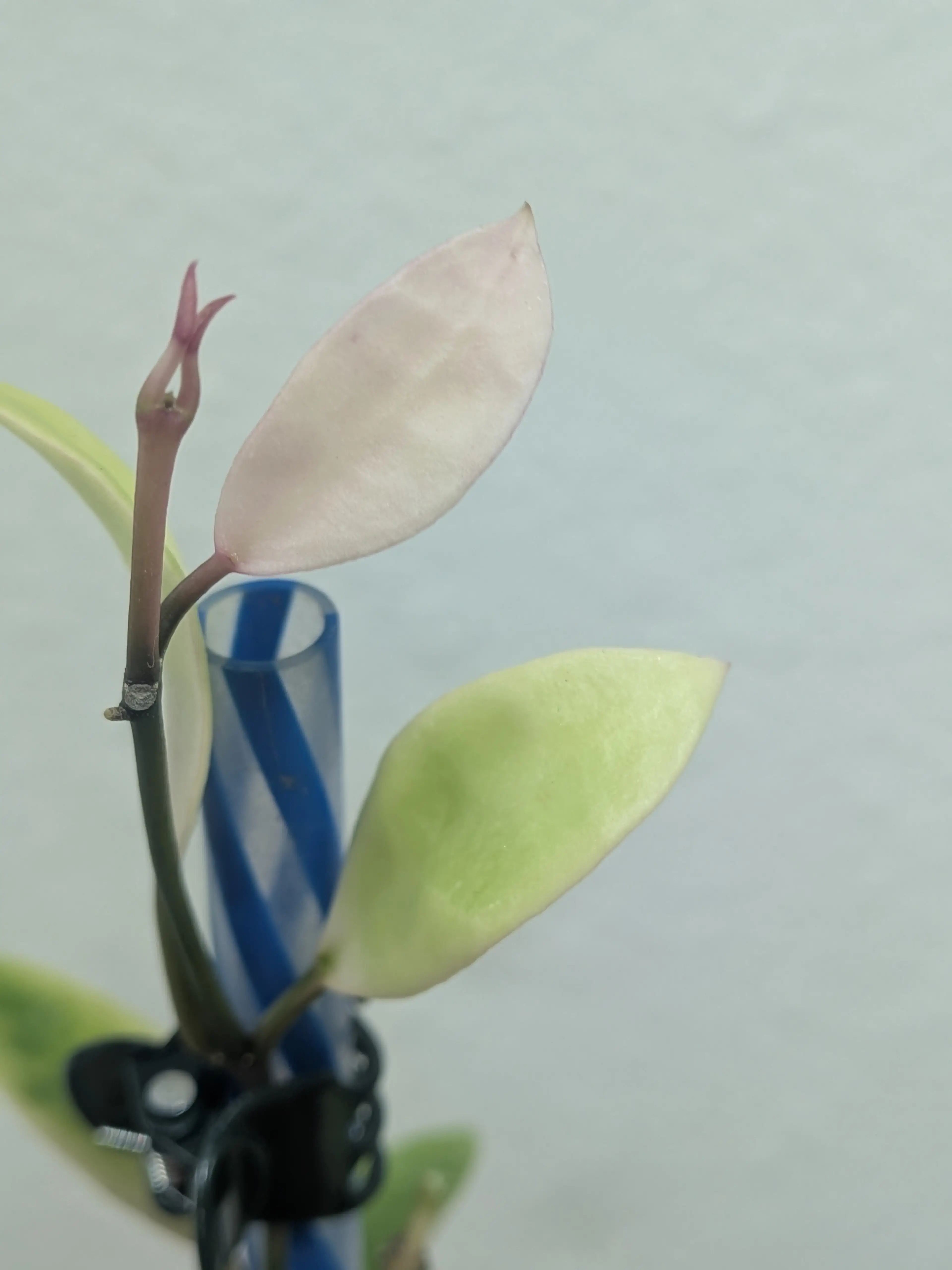 Image 5 of 7