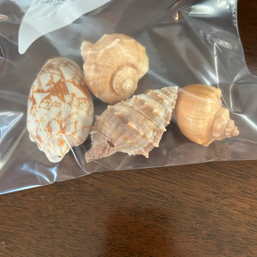 Bag Of 4 Sea Shells