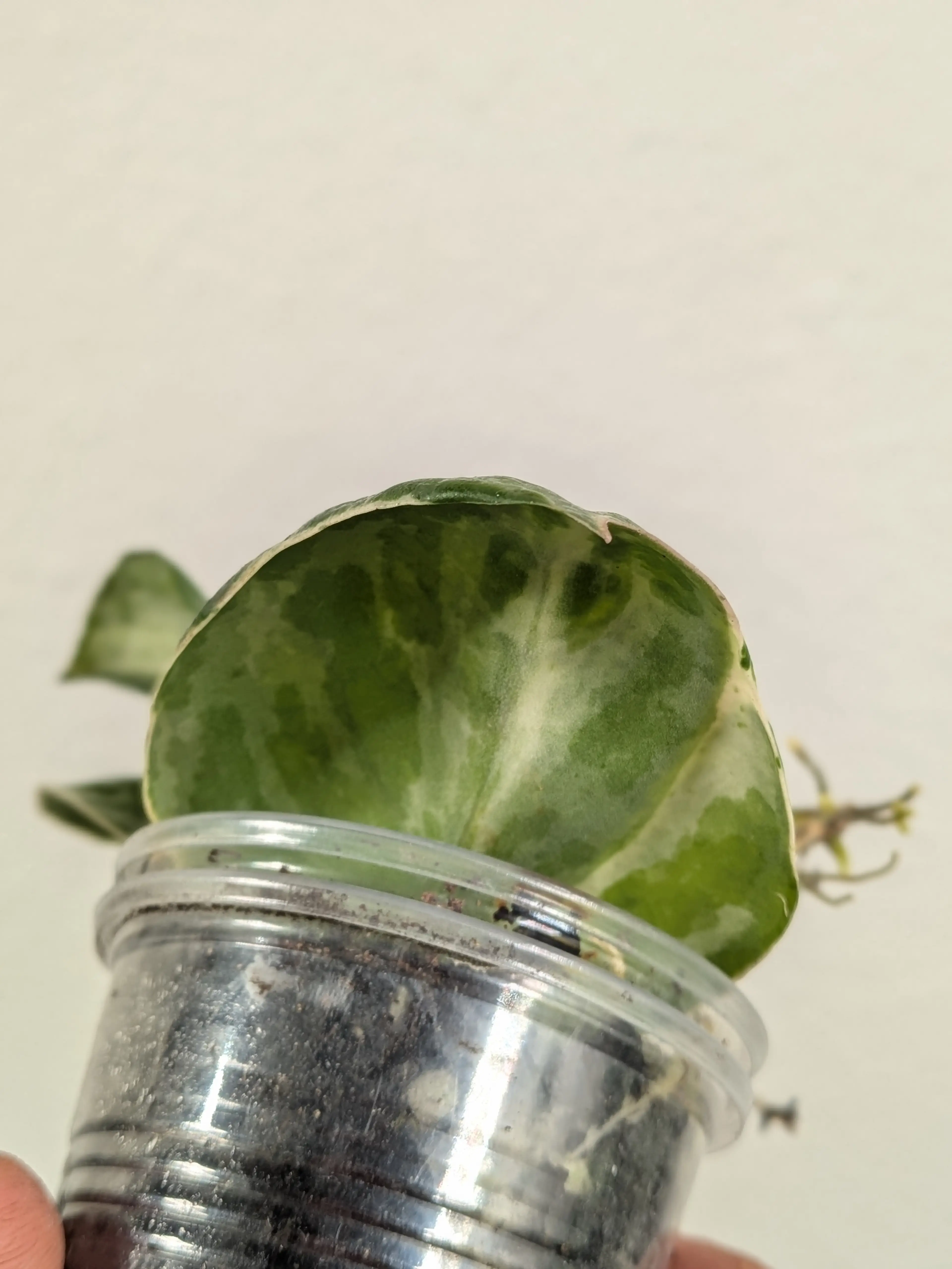 Image 4 of 5