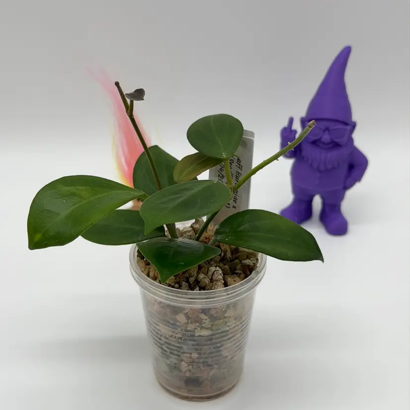 19 aff Burtoniae x (Seedling No. 1) from UPT