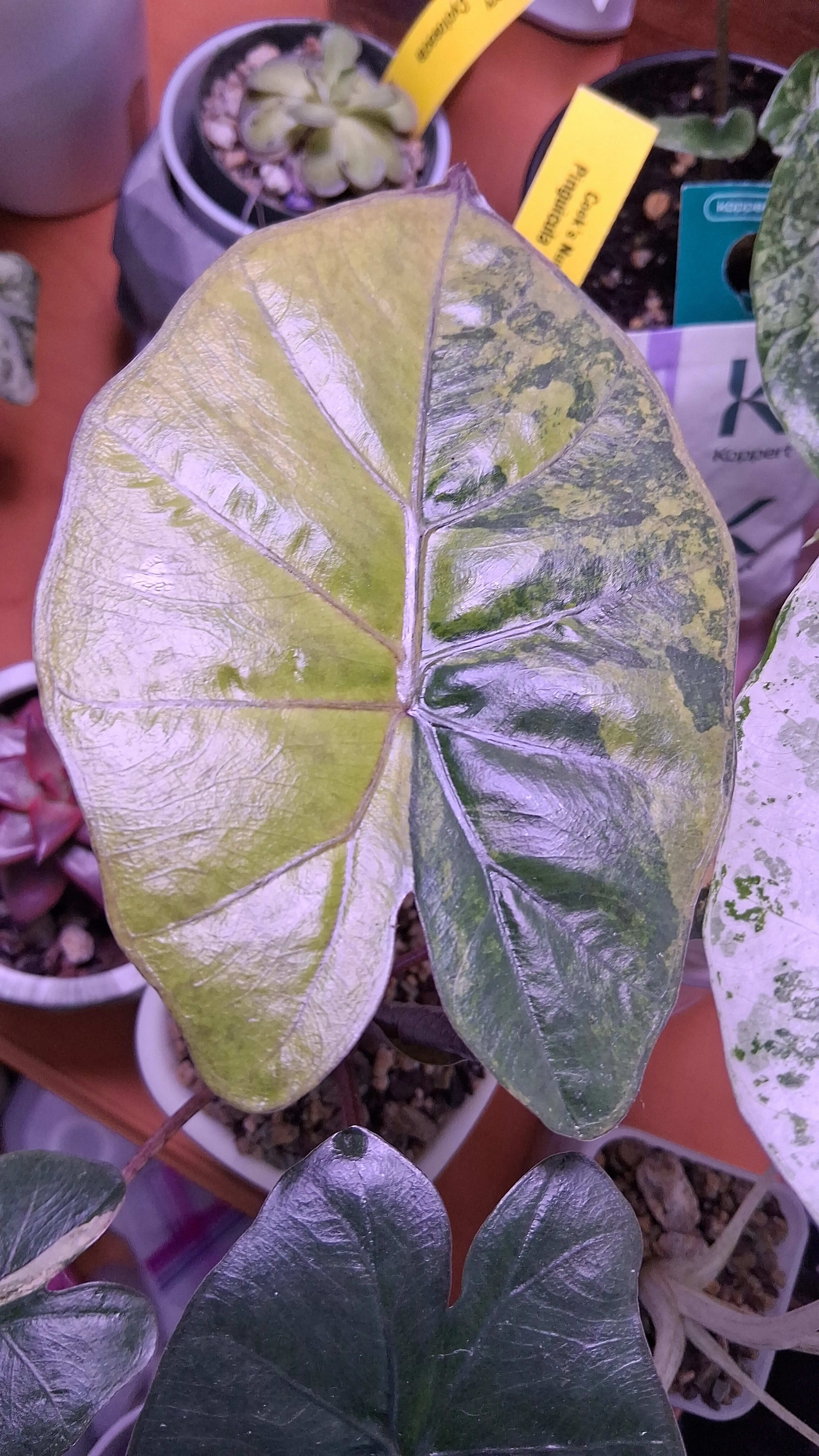 Image 3 of 3