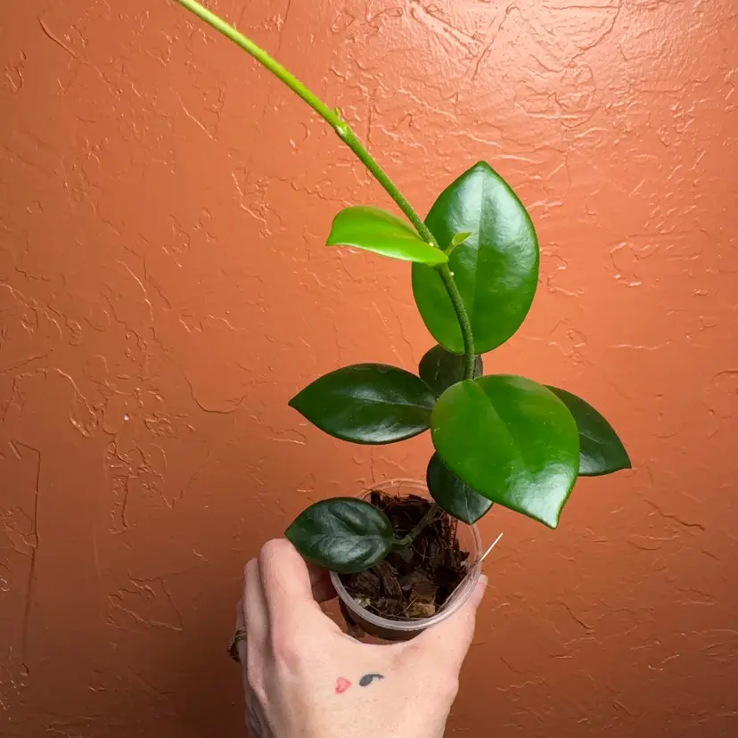 Hoya carnosa (Tokara, Japan)