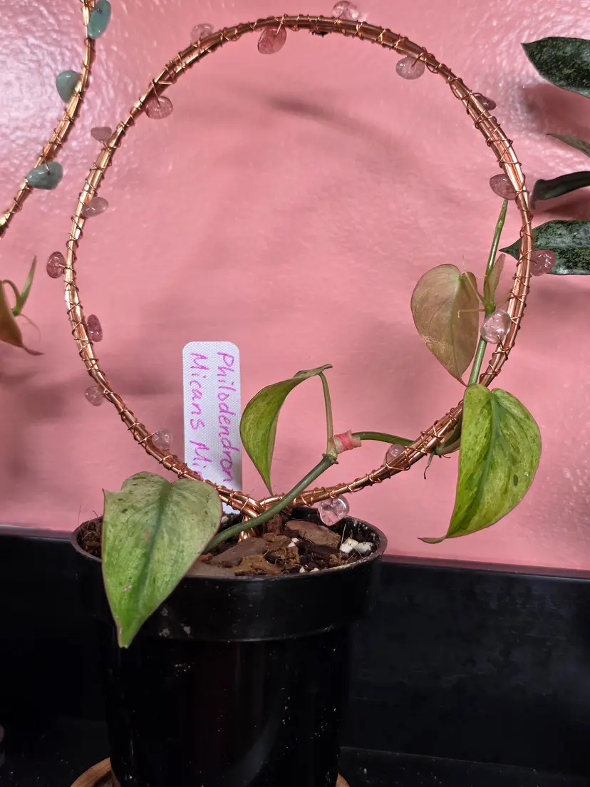 Philodendron Micans Mint