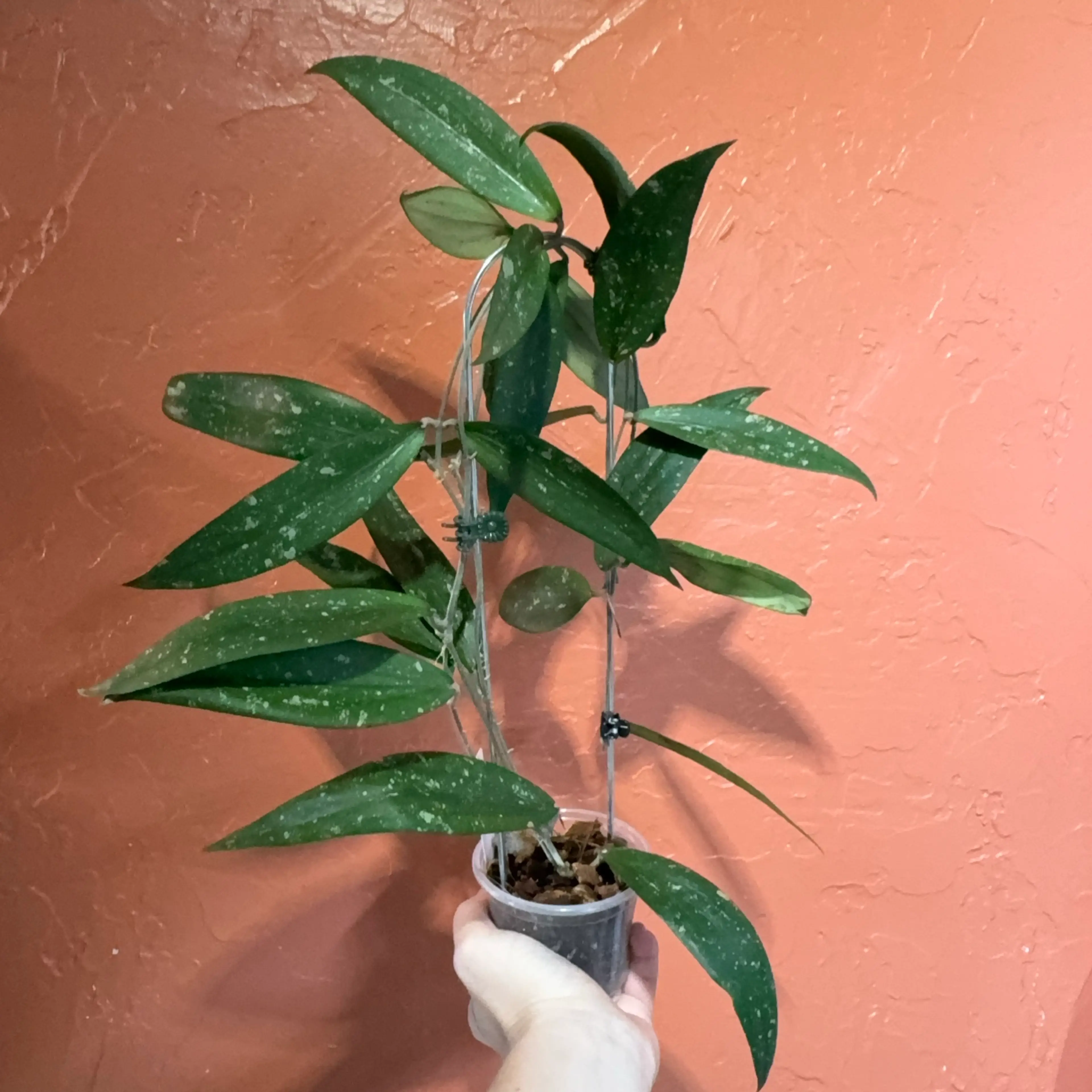 Image 2 of 2