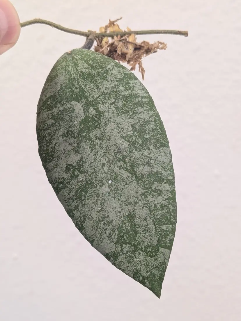 Hoya caudata snowdust unrooted cutting ✂️