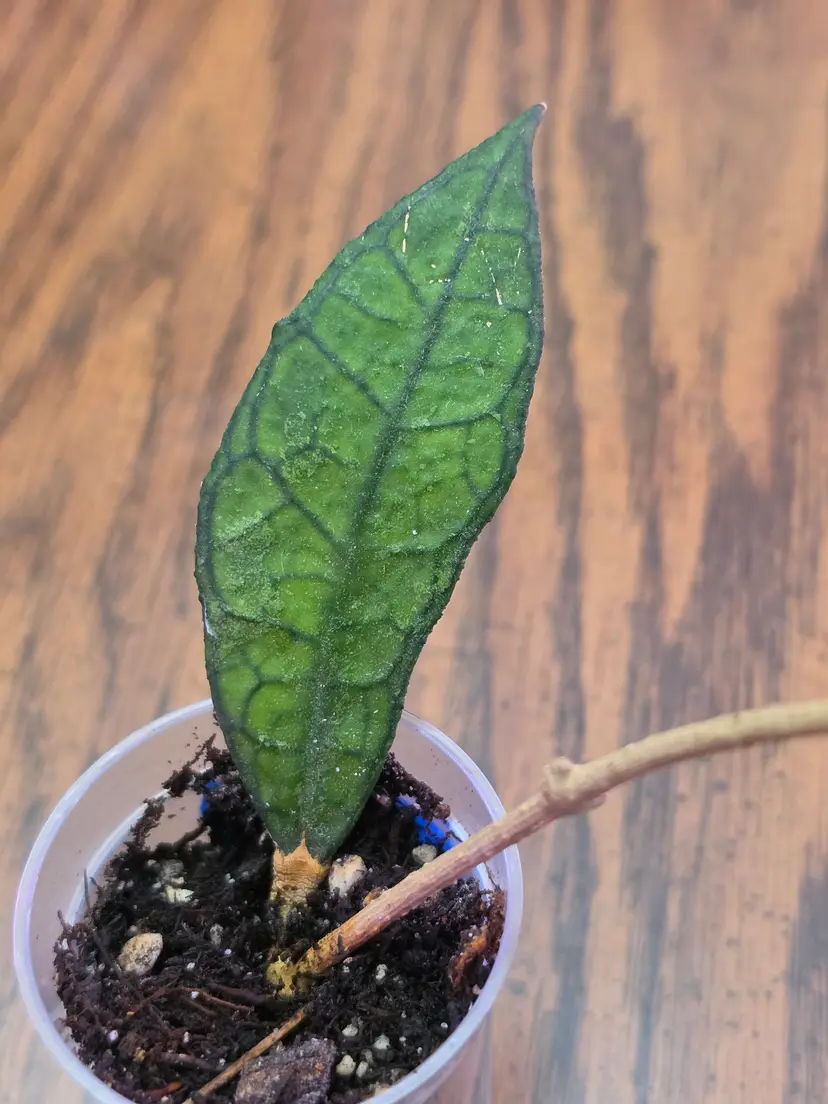 Lightly rooted - DML5655 cutting