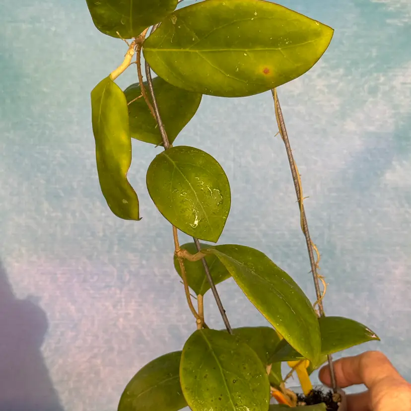 P039 Hoya MB 1497