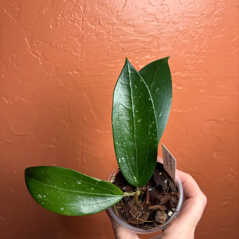 Hoya erythrina x verticillata