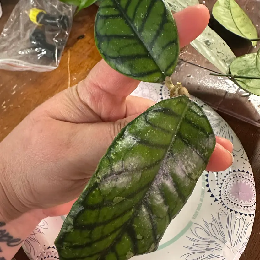 CUTTING - Hoya callistophylla ‘Chibi’