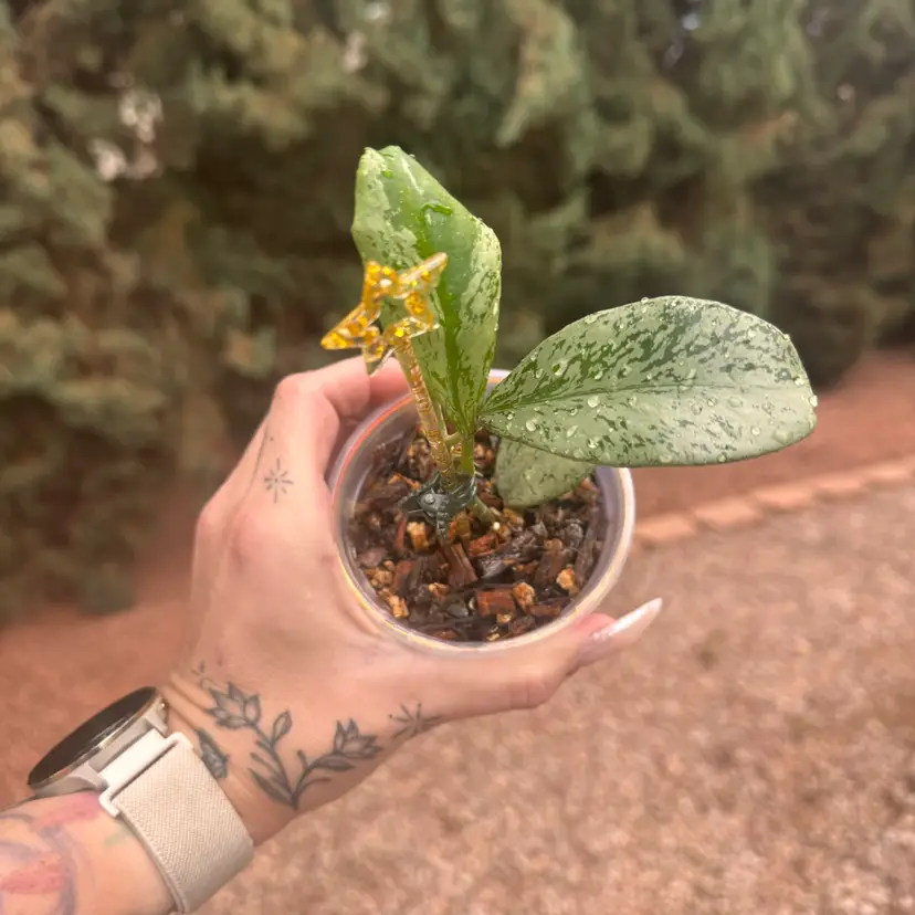 15. silvery Hoya sp. Chiang Dao (in DIY SWP)