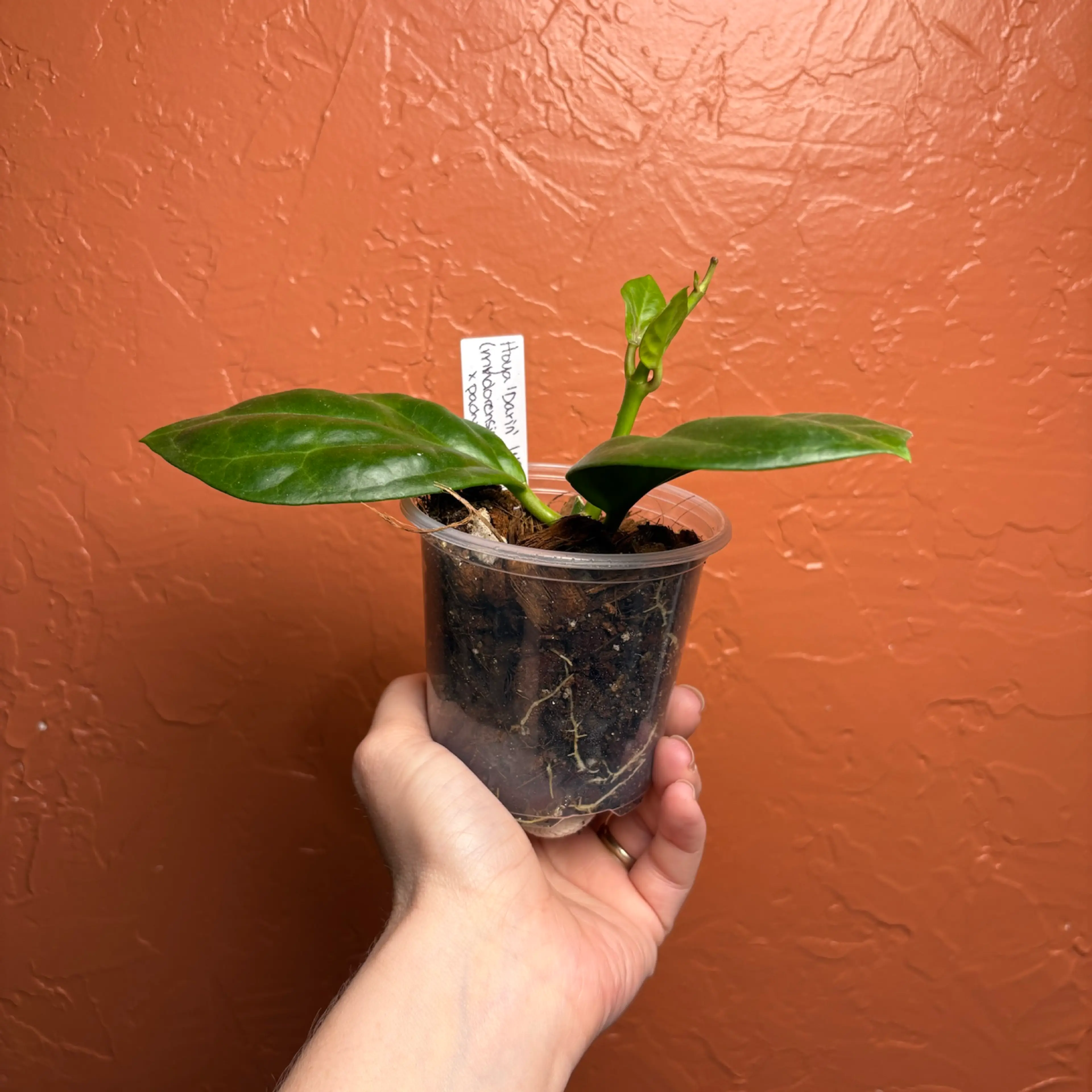 Image 4 of 4