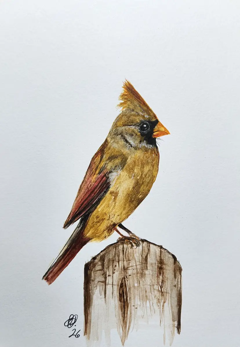 Cardinal Original Watercolor Painting Signed By The Artist 5x7 Free Shipping