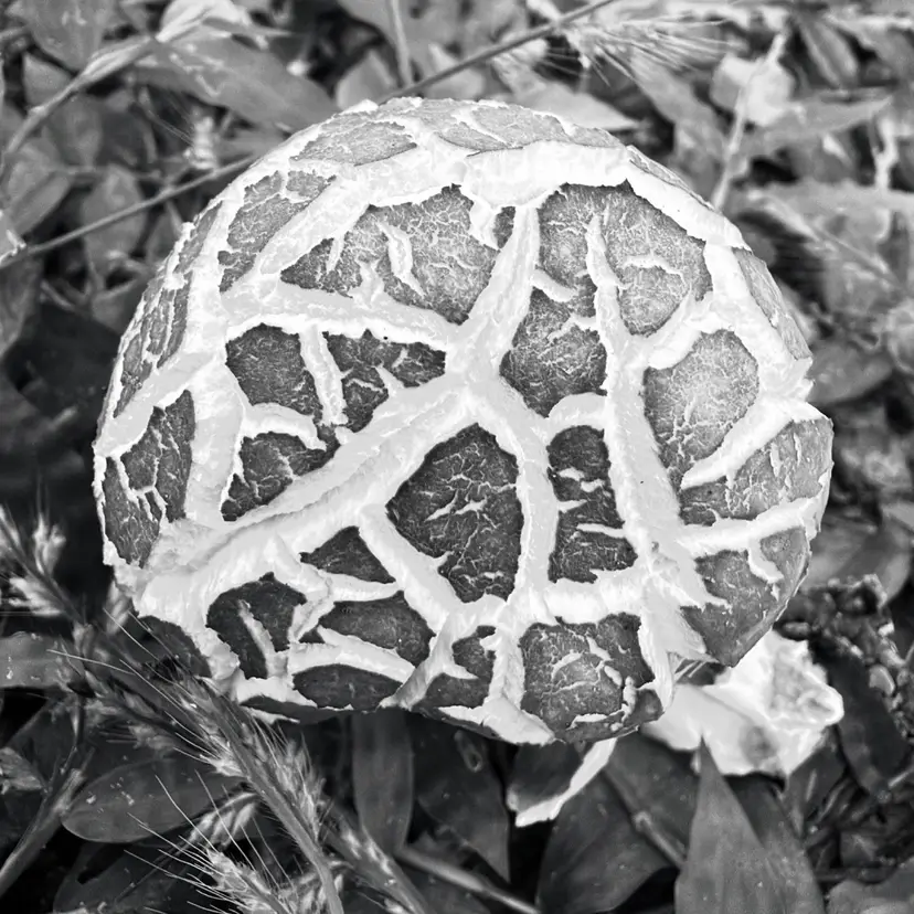 Hoya seeds