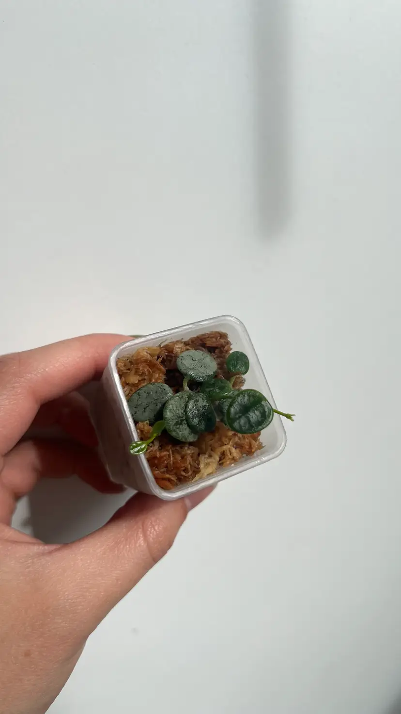 Hoya Serpens Silver