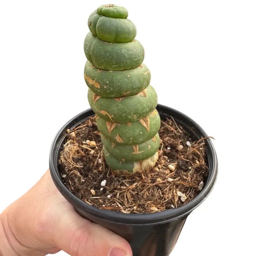 Unicorn Cactus