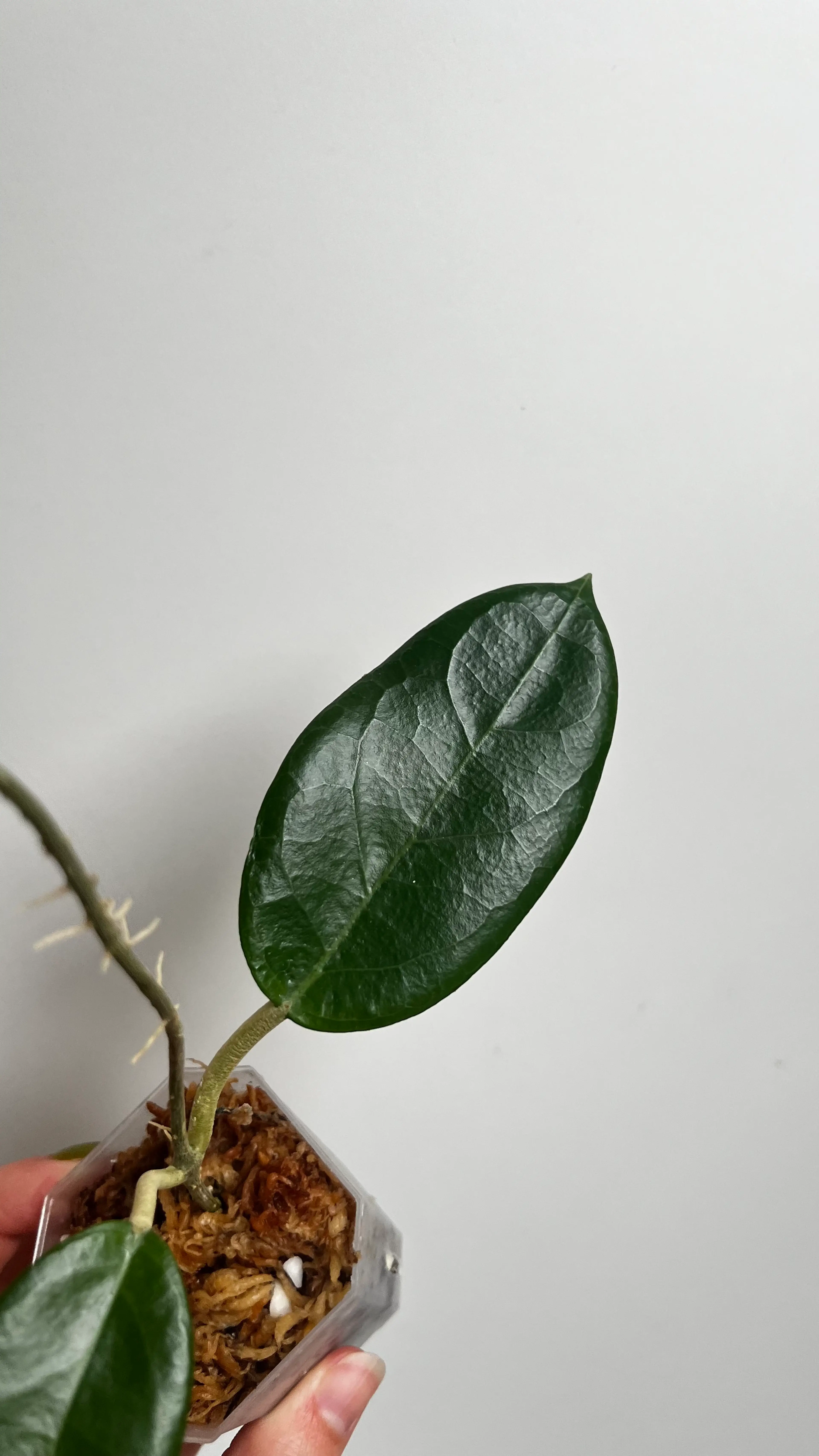 Image 4 of 11