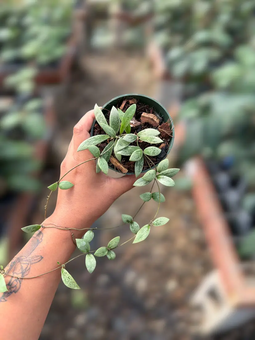 PS0131 - Hoya ‘Mini Coin’ (Kalimantan, Silver)