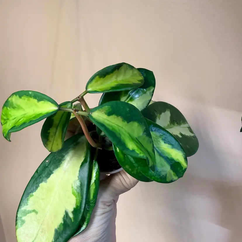 Hoya diversifolia maharani
