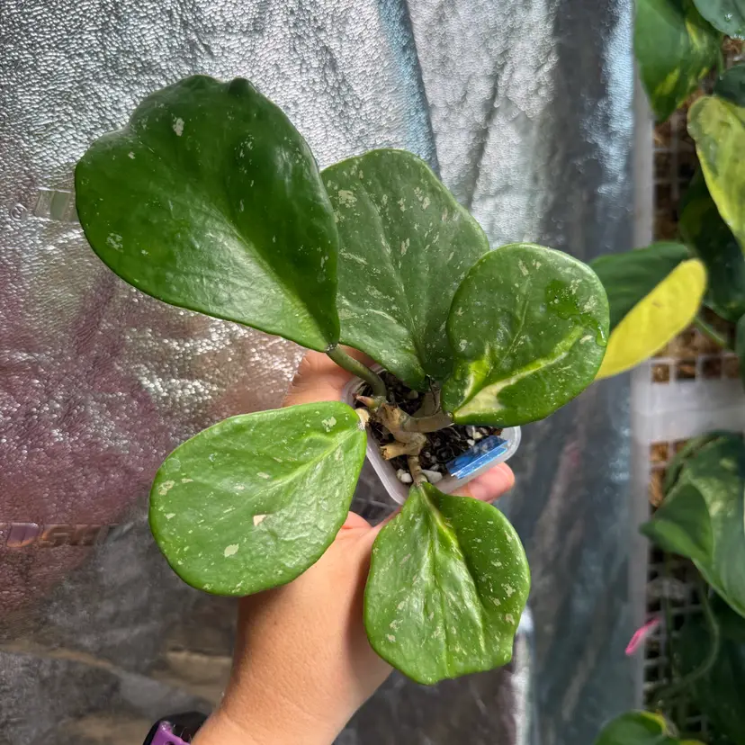 #282 H. obovata (inner var, splash)