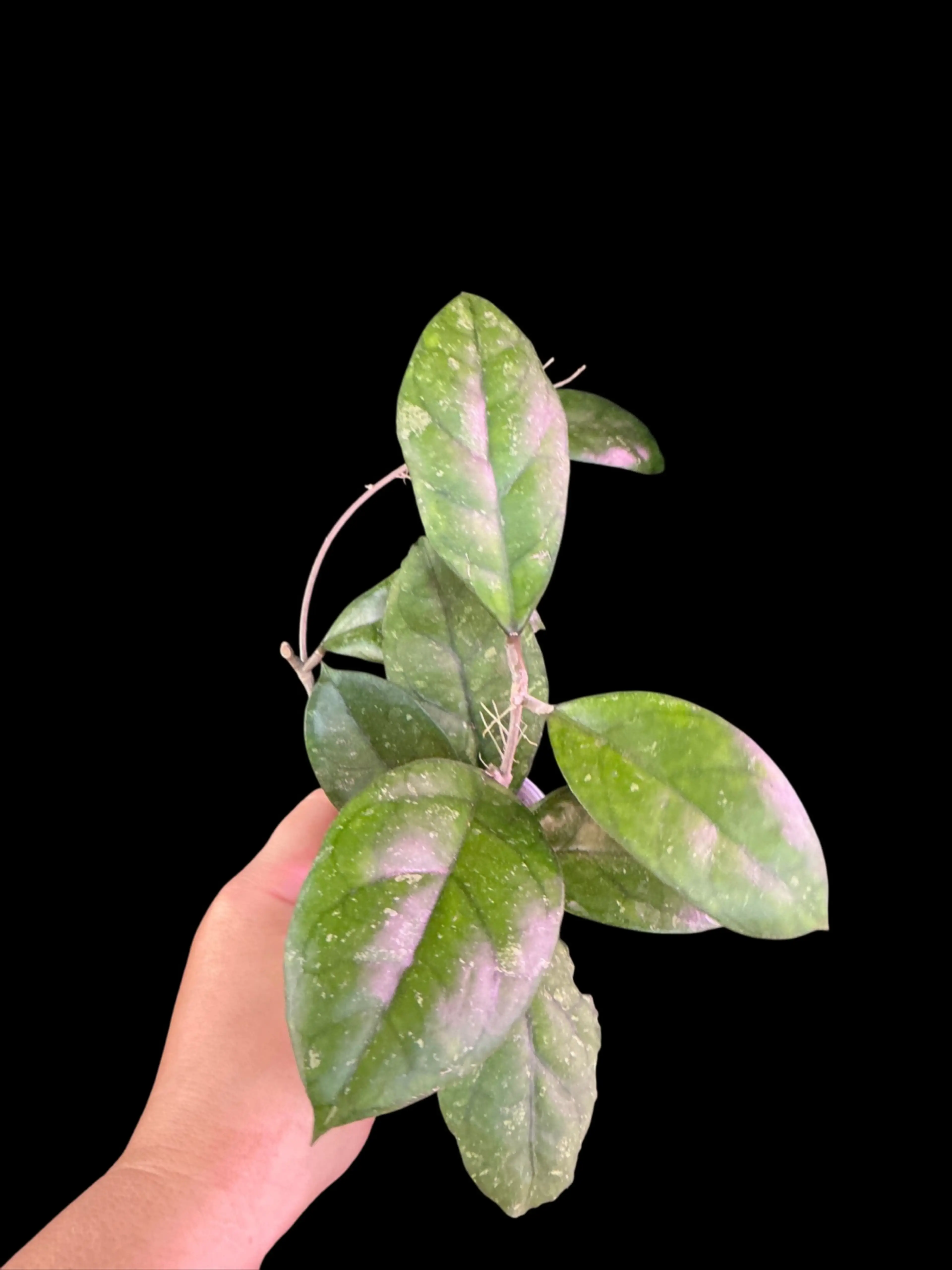 Image 2 of 2
