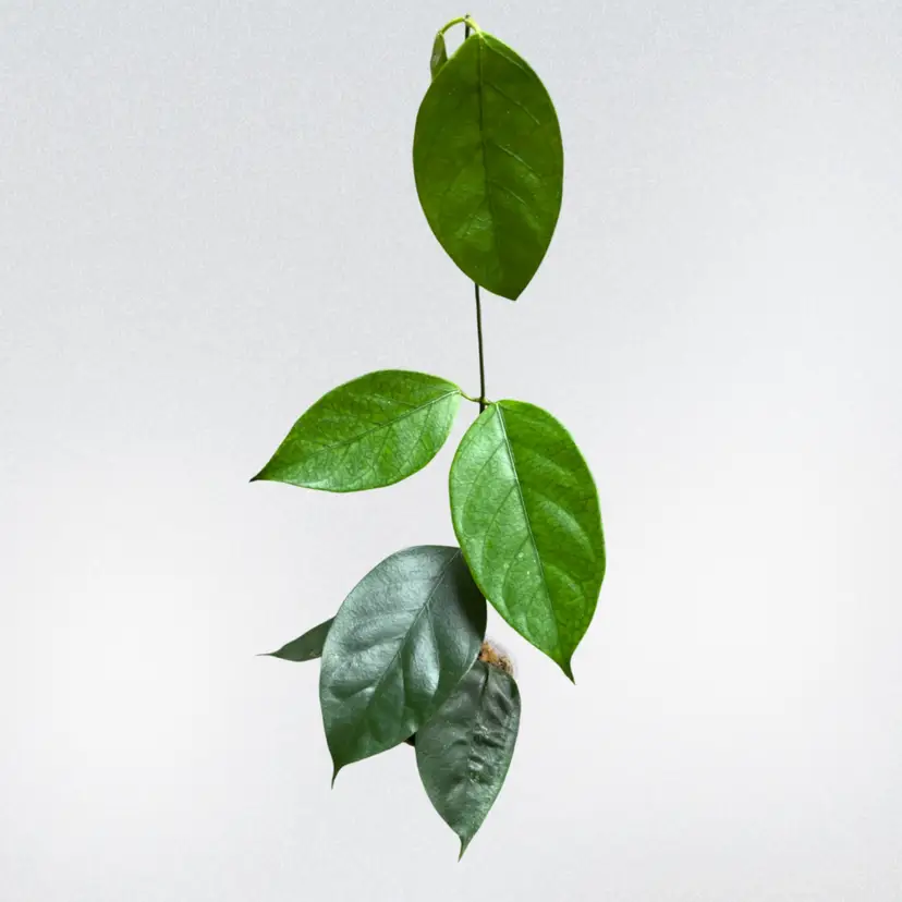 Hoya coriacea