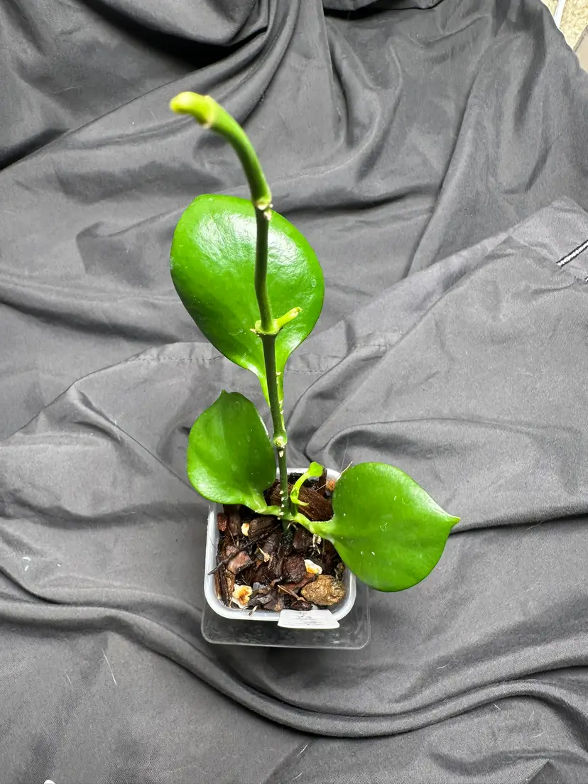 Hoya NS05-055