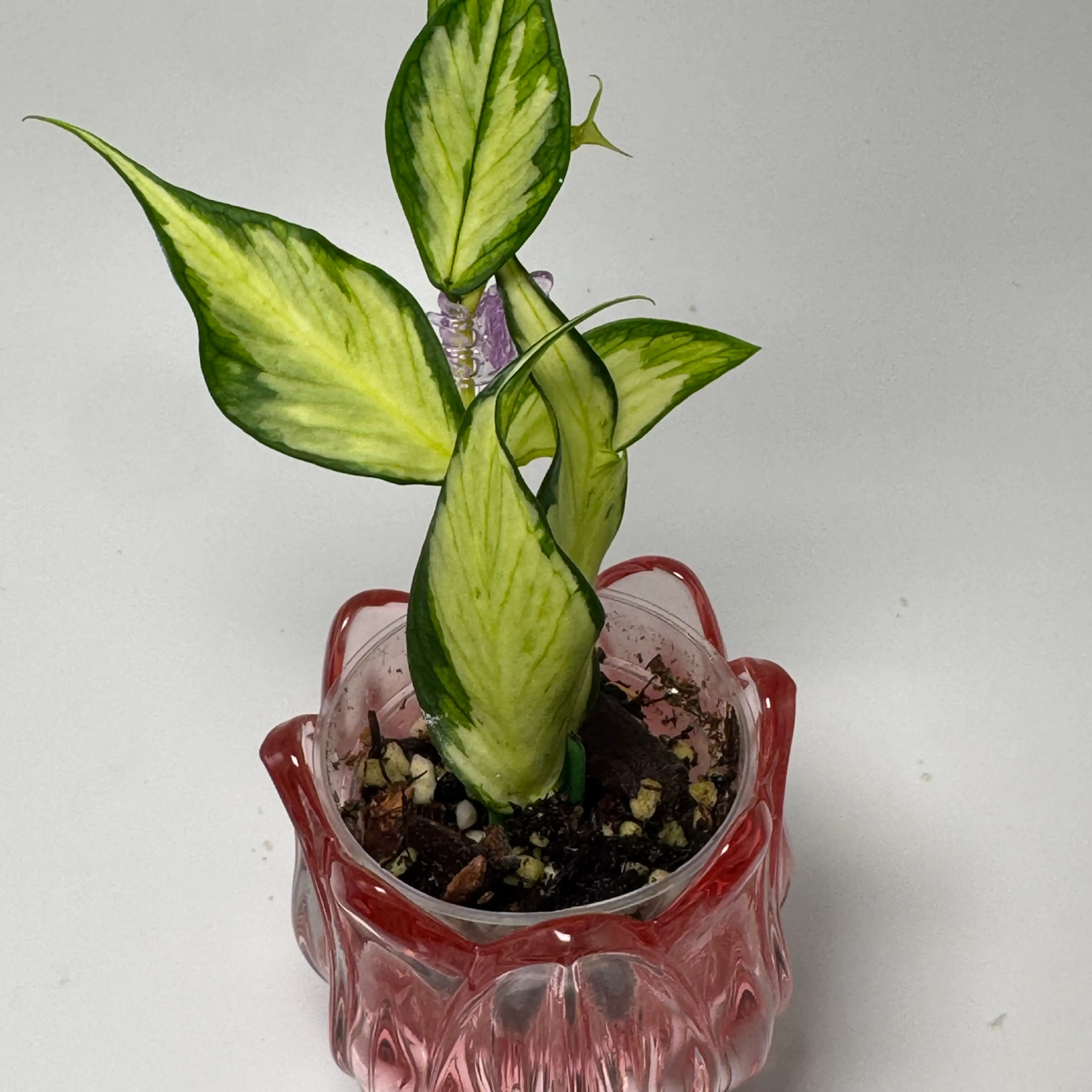 Image 2 of 2