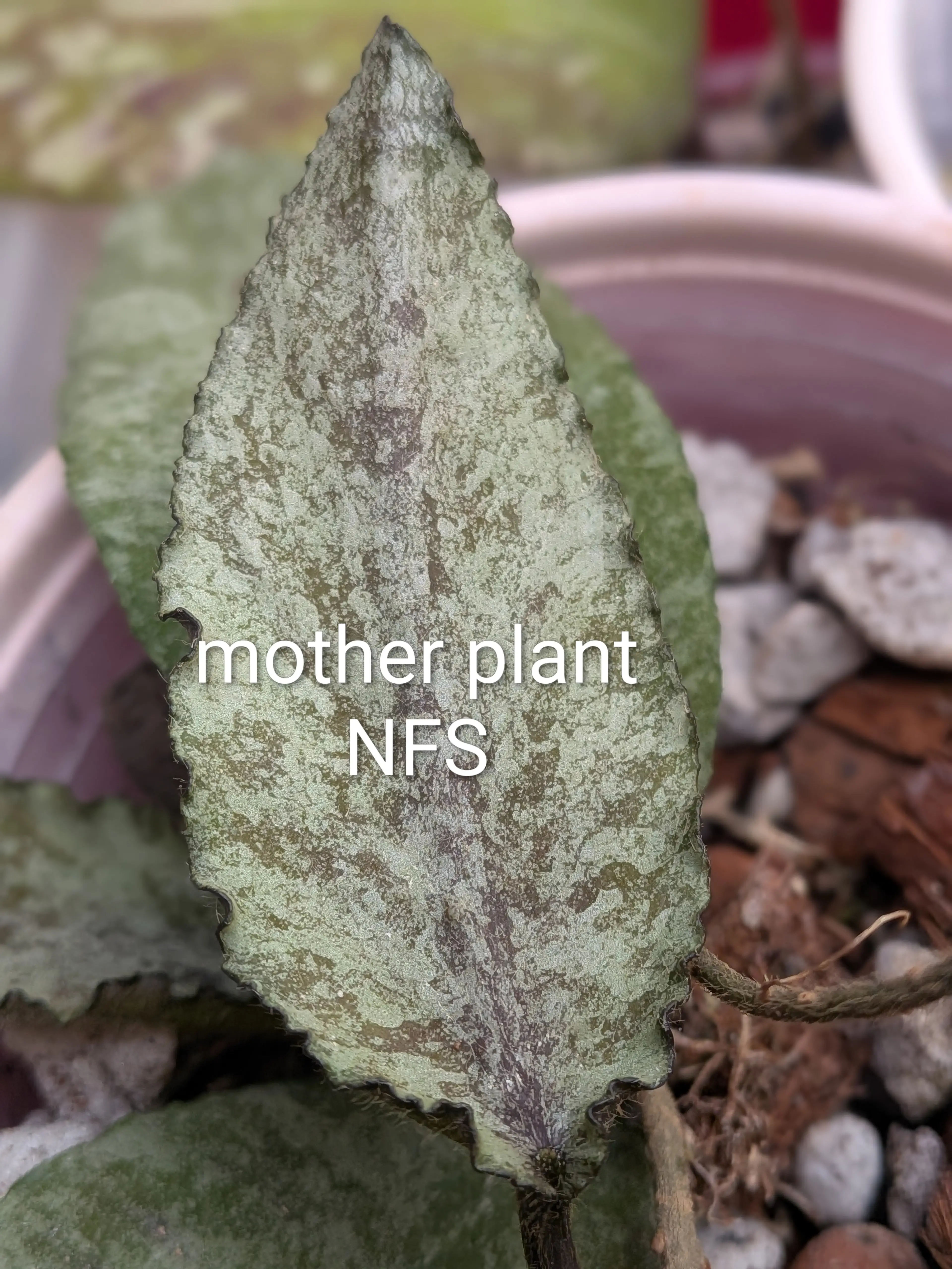 Image 3 of 4