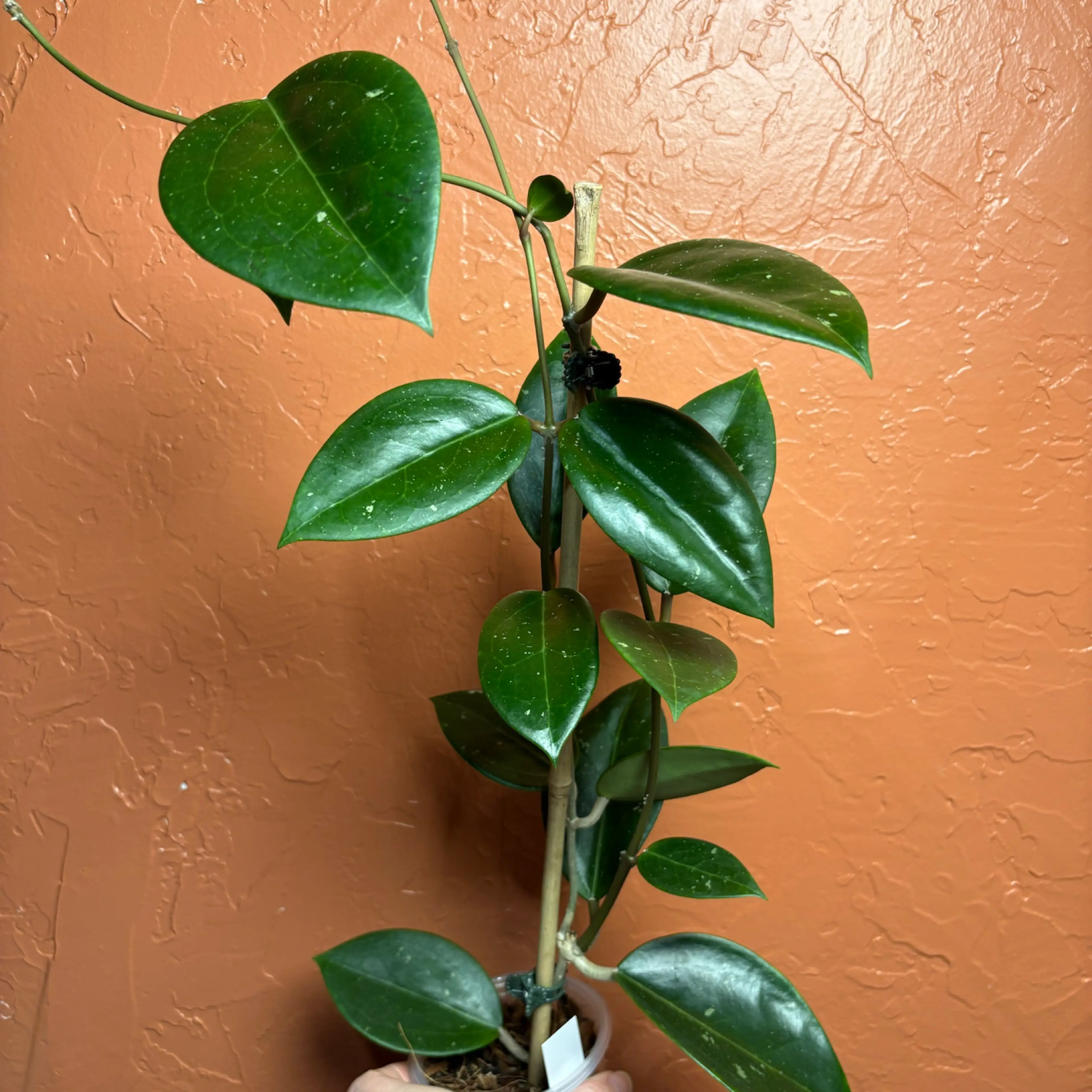 Image 3 of 3