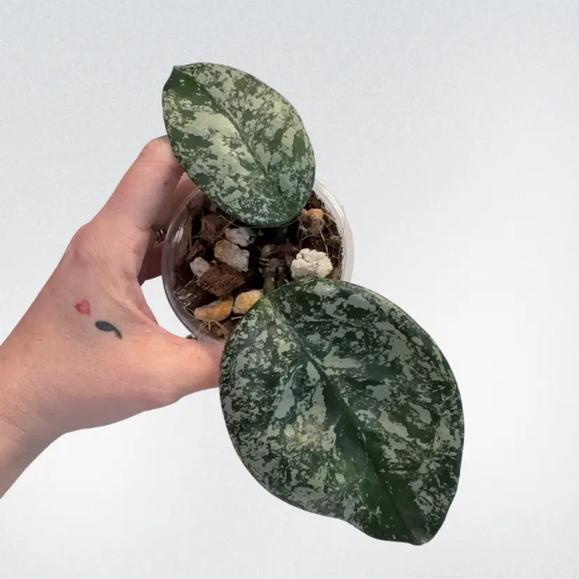 Hoya carnosa (NOID)