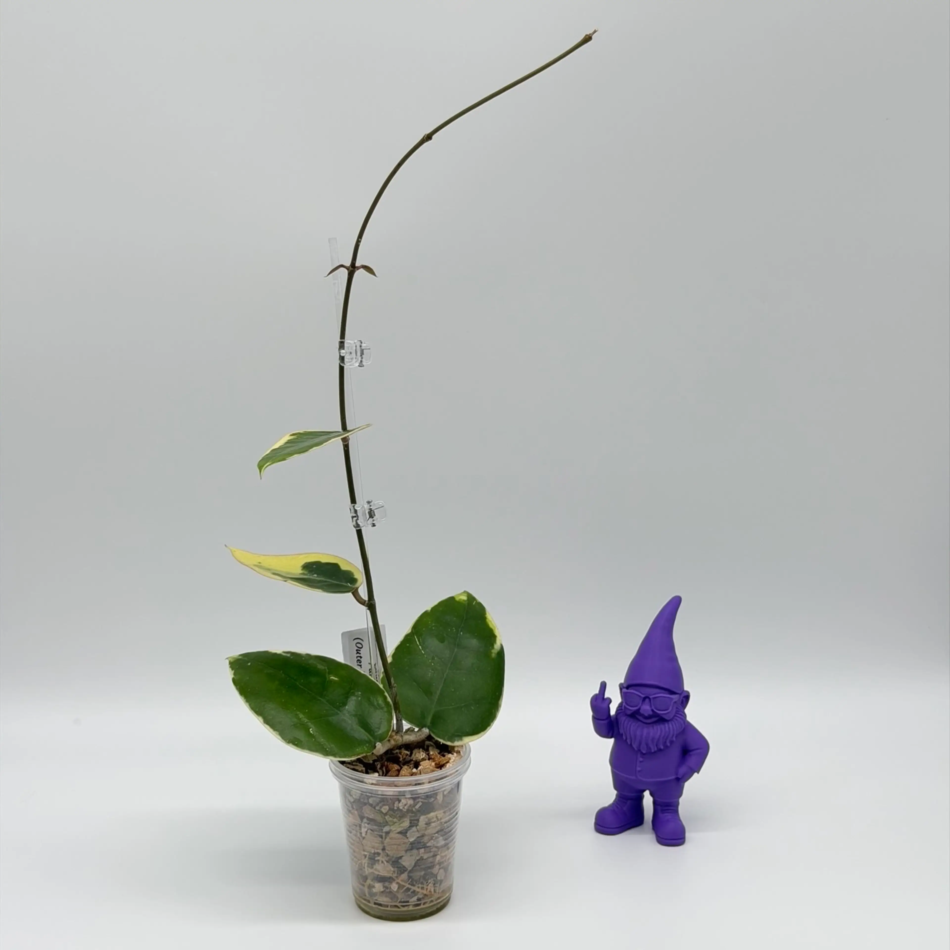 Image 3 of 3