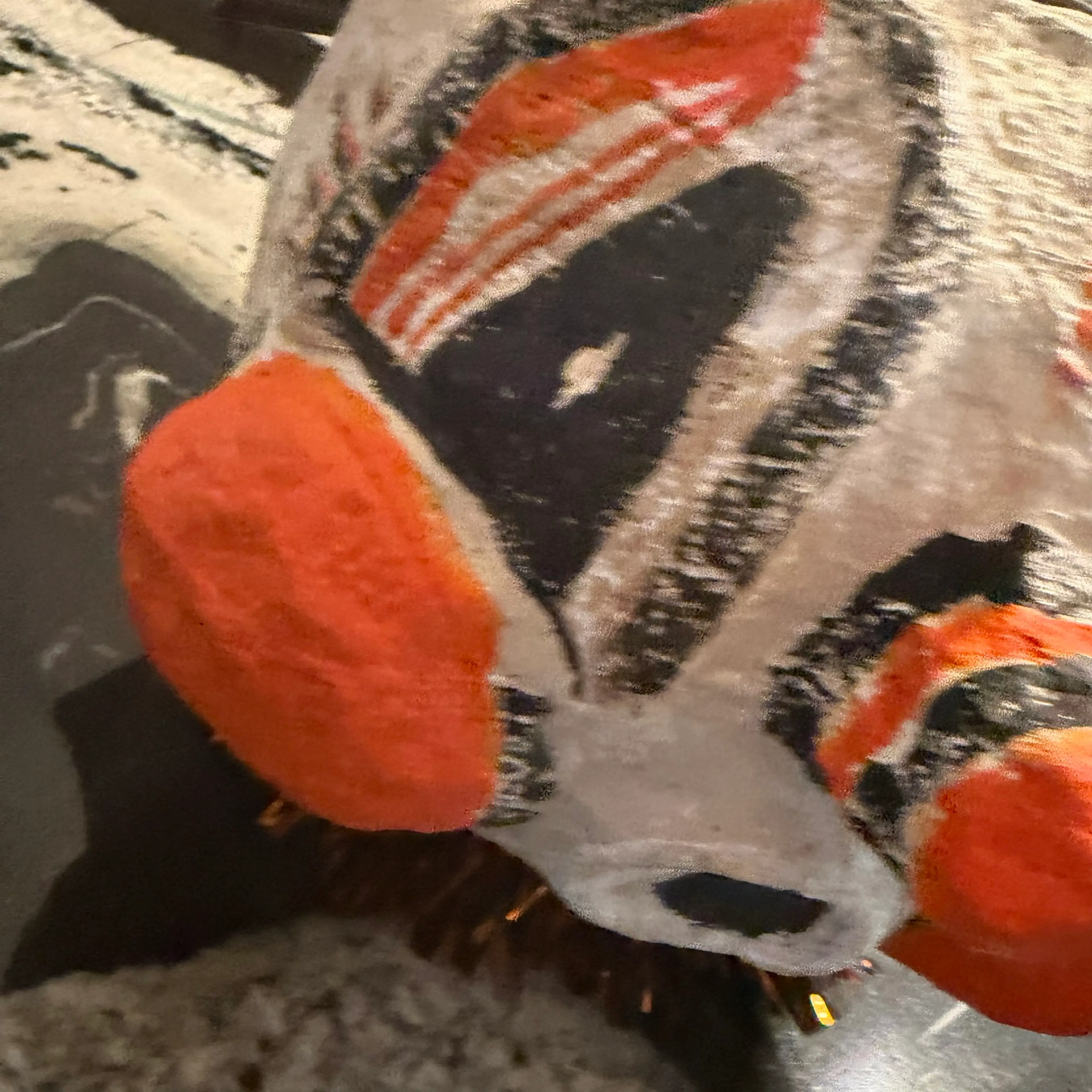 Image 3 of 6