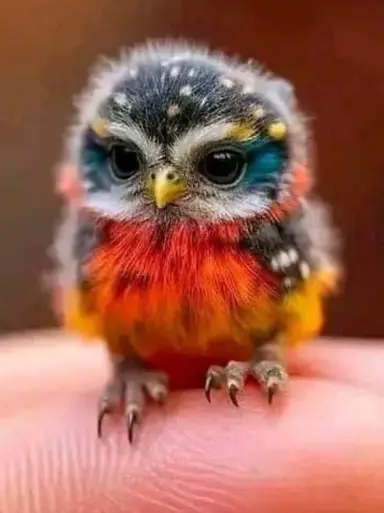 Owl See You Monday !!  Some Pre-loaded Some Not 😁