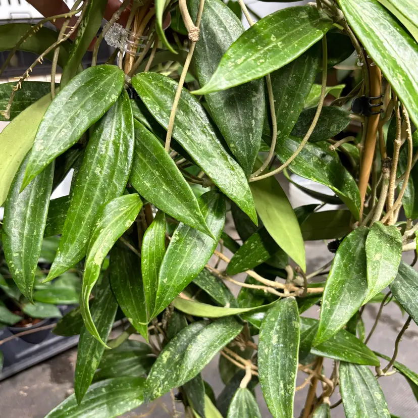 Hoya sp Malaysia (splash) (2 node/4 leaf cutting)