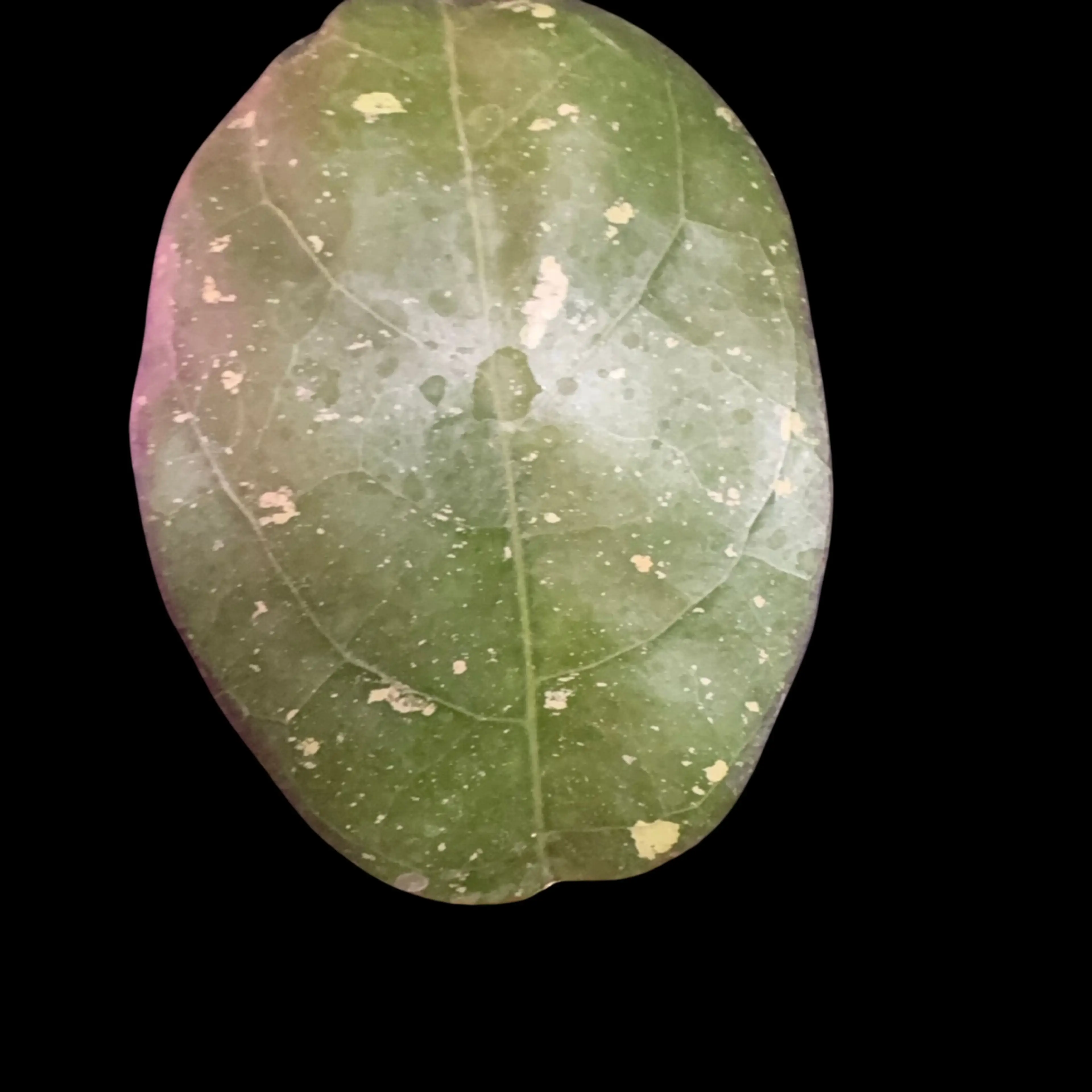 Image 2 of 4
