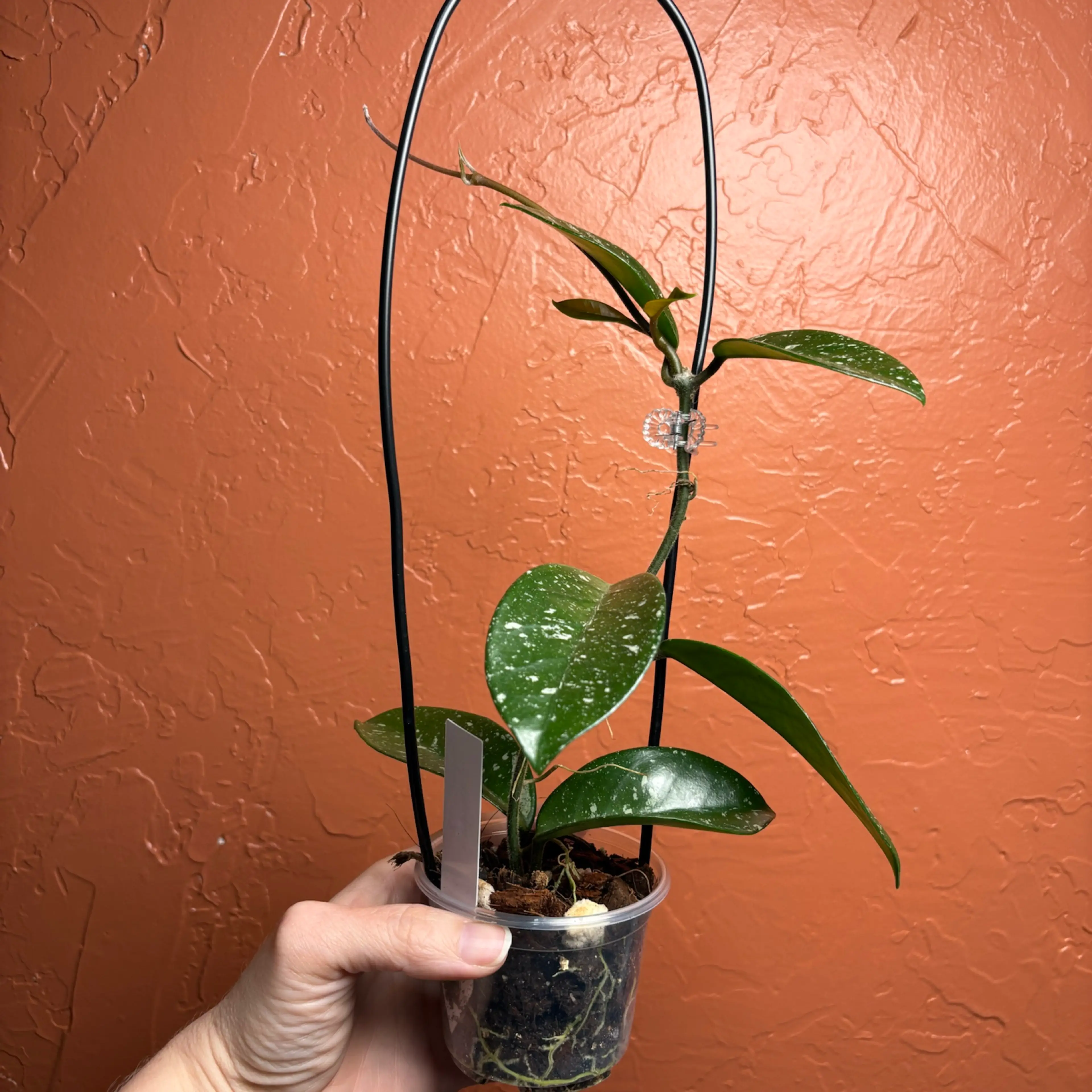 Image 4 of 4