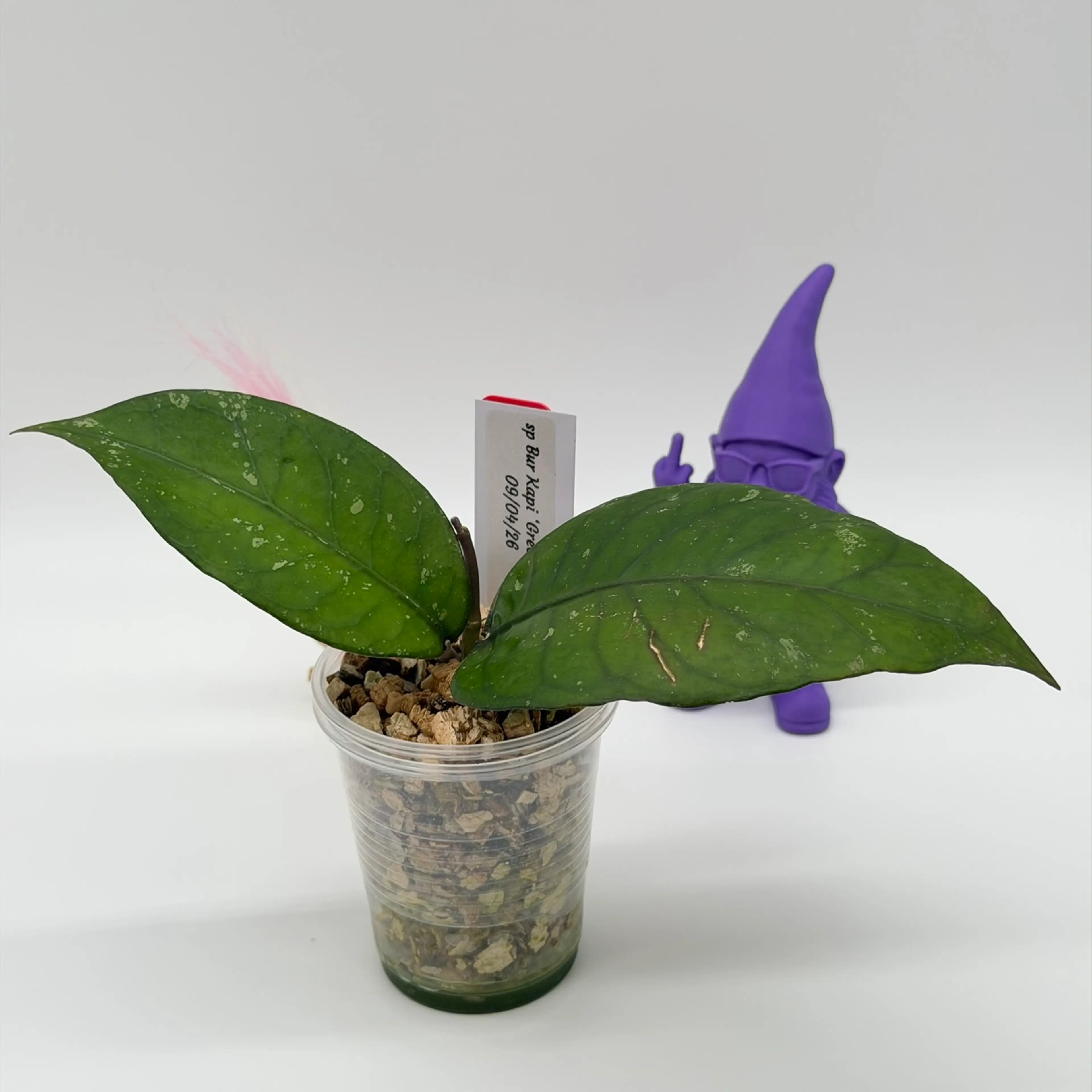 Image 2 of 2