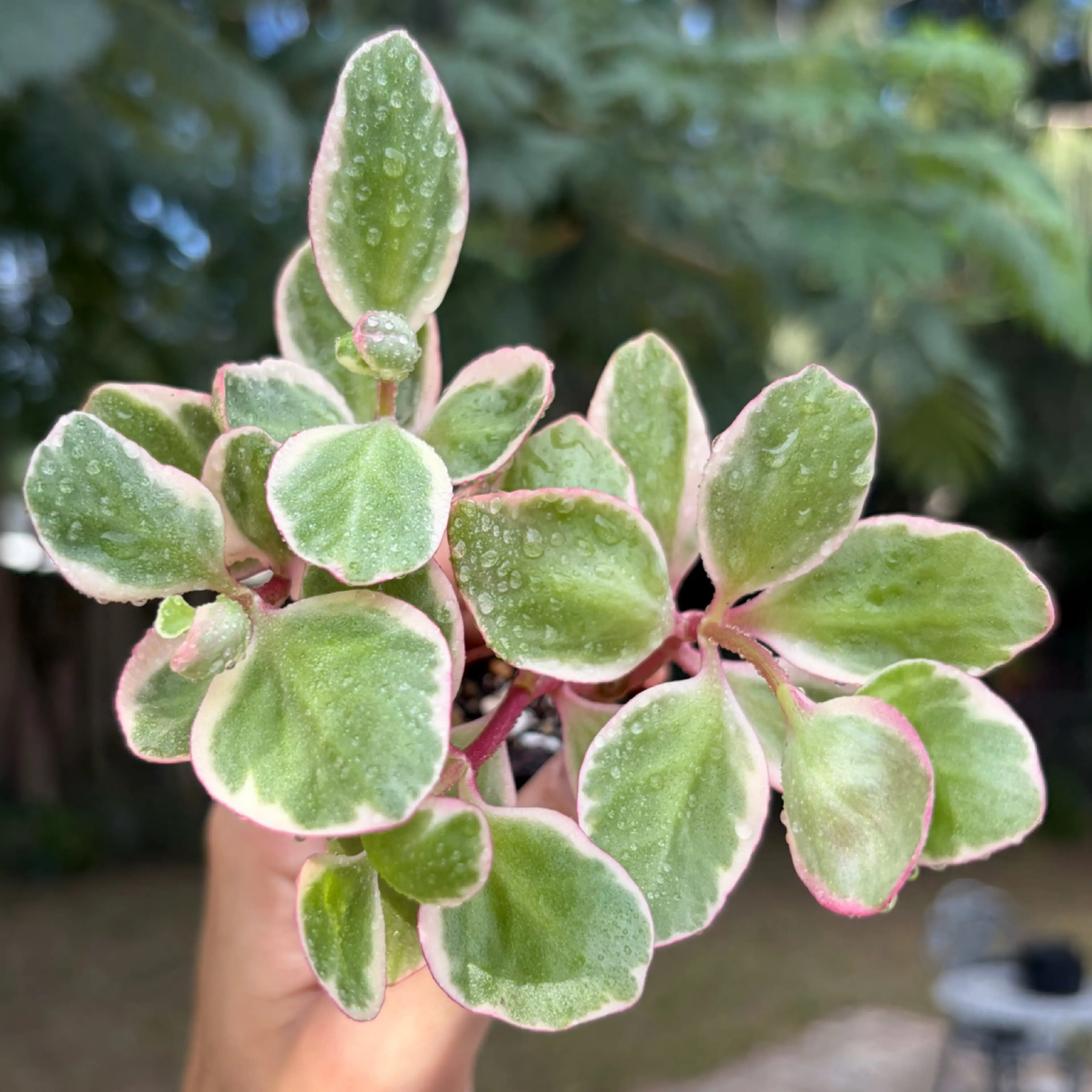 Image 2 of 2