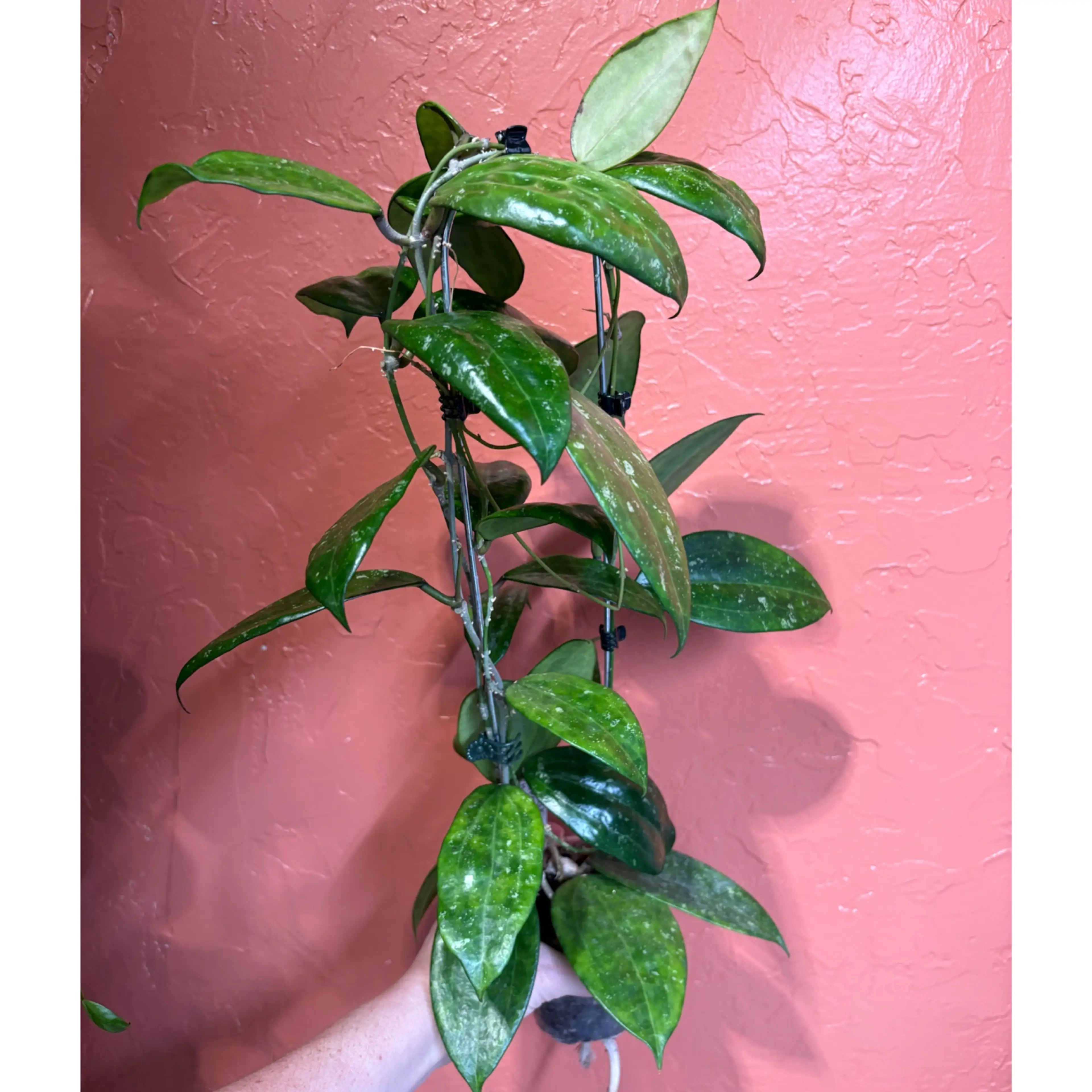 Image 3 of 3