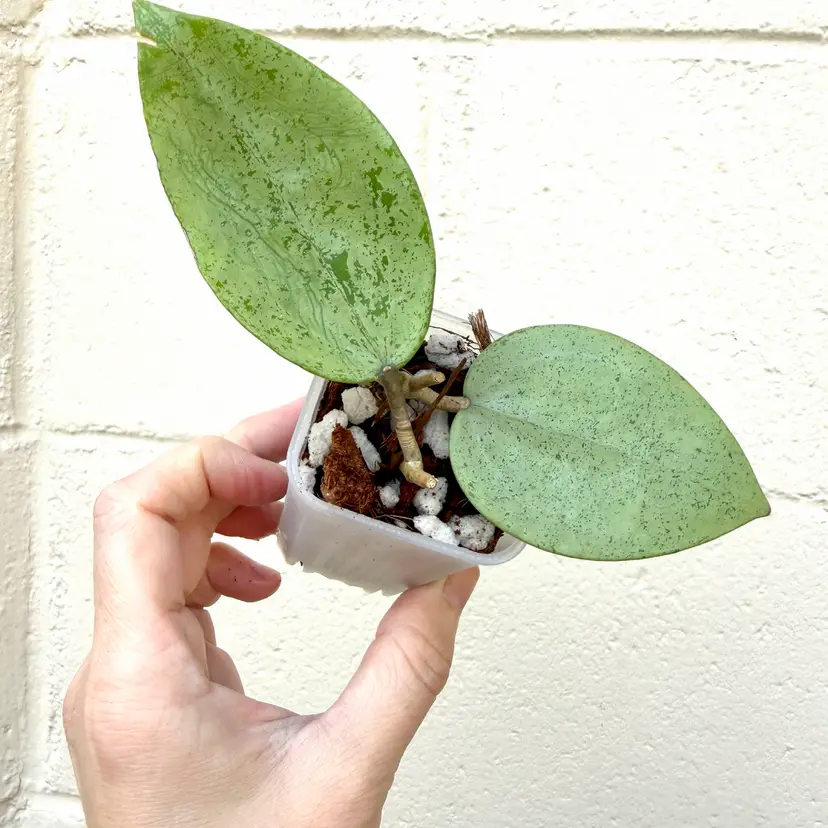Hoya Verticillata ‘silver heart’
