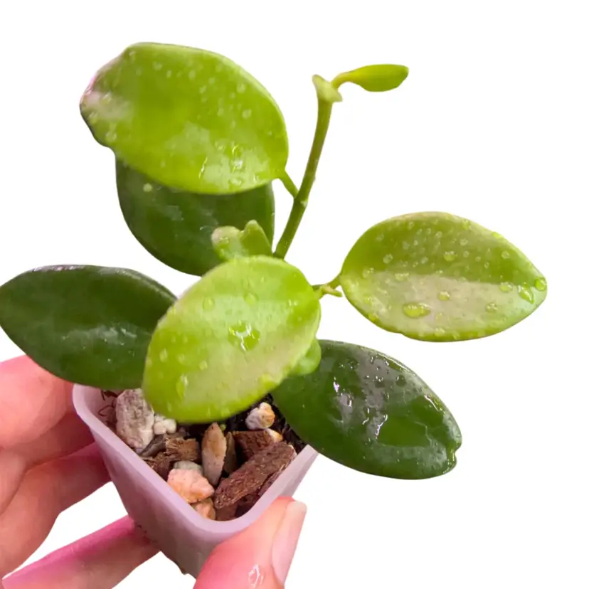 HOYA COLLINA (IR26)