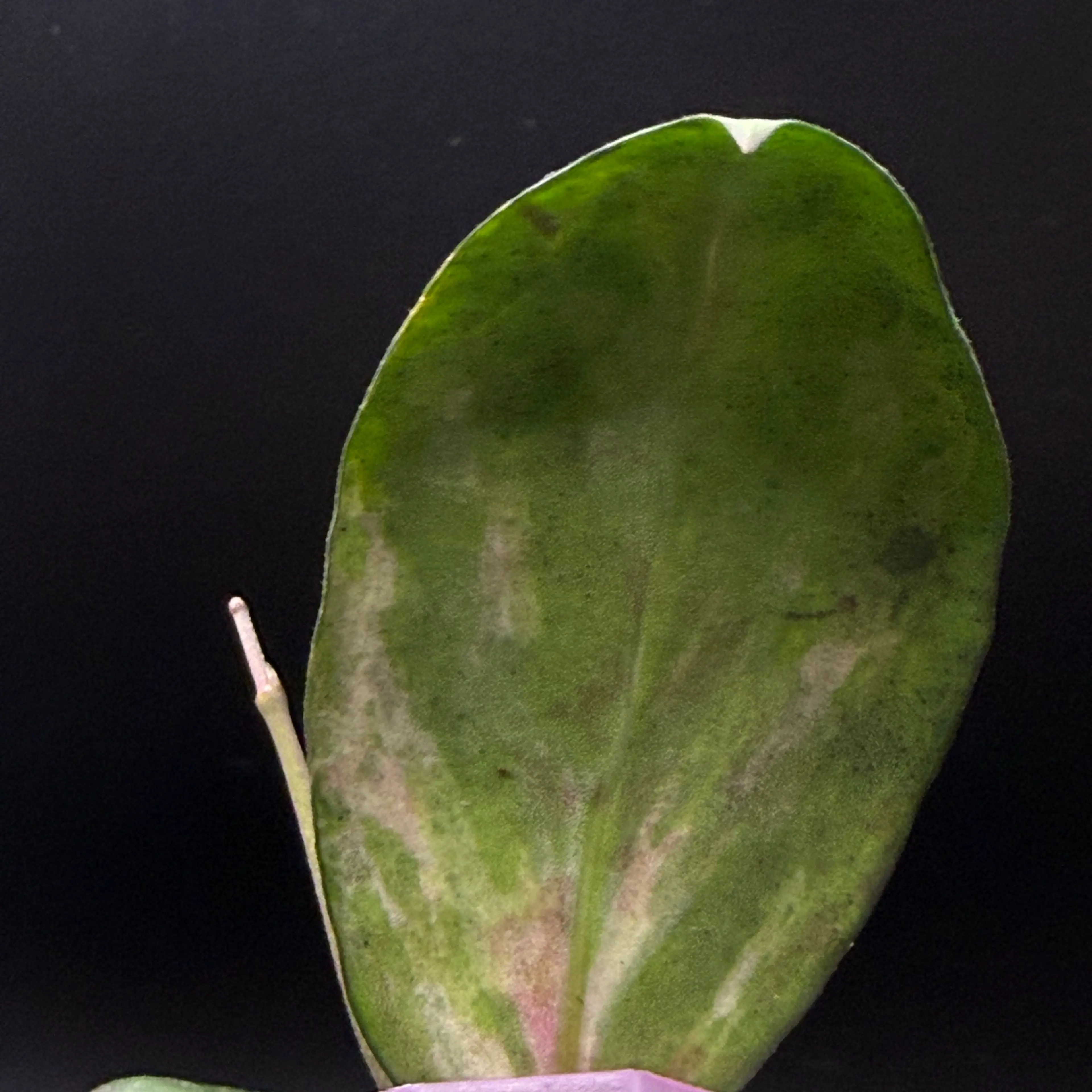 Image 2 of 3