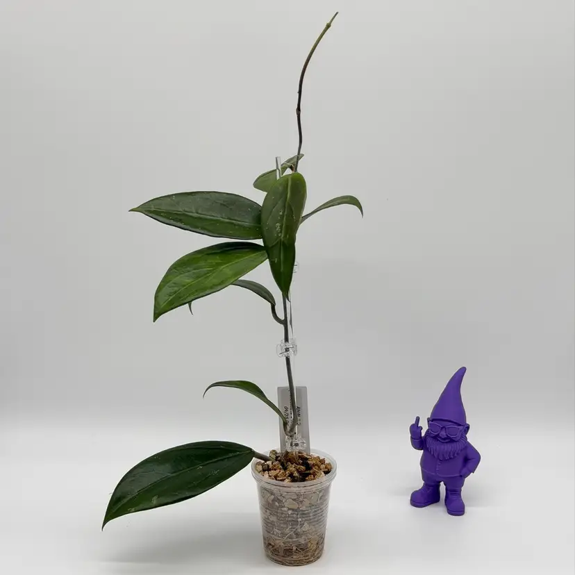 B19 RHM 273 (Verticillata x RHM-001)
