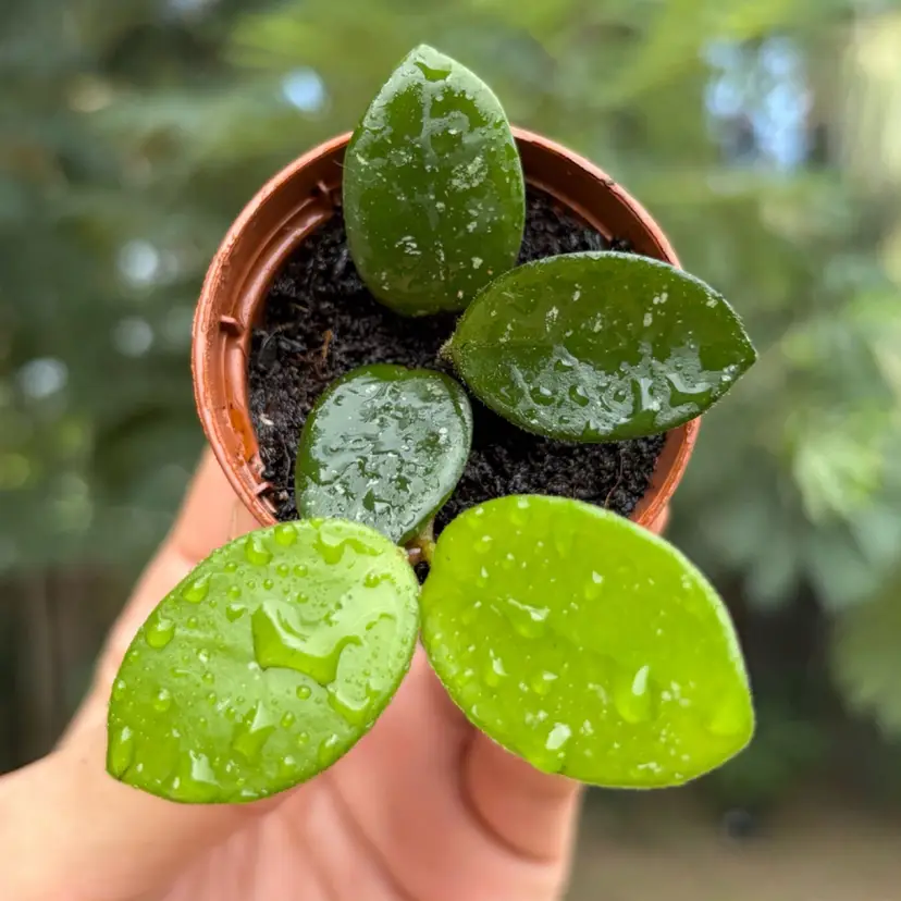 Hoya Mathilde