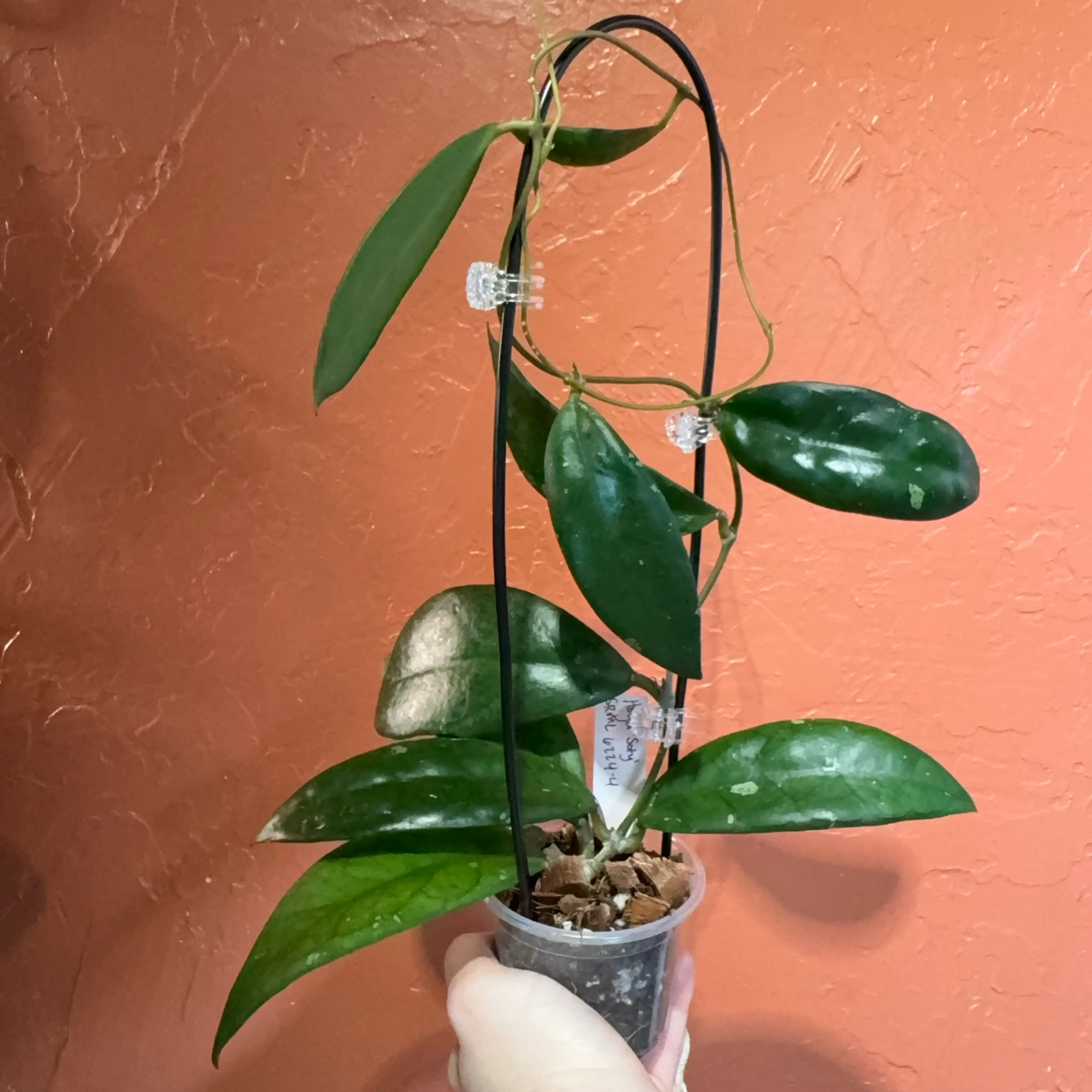 Image 1 of 3
