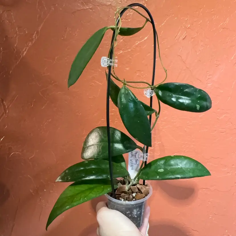 Hoya ‘Soty’ SRML6224-4