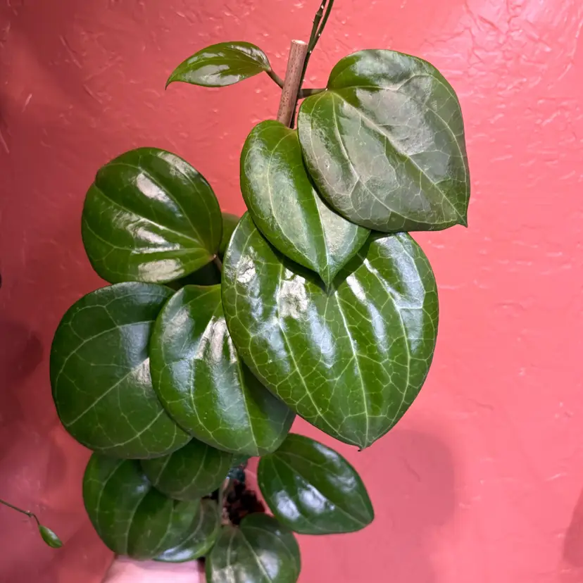 Hoya latifolia (Sarawak) x unk